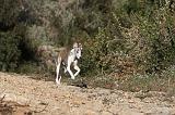 WHIPPET 127